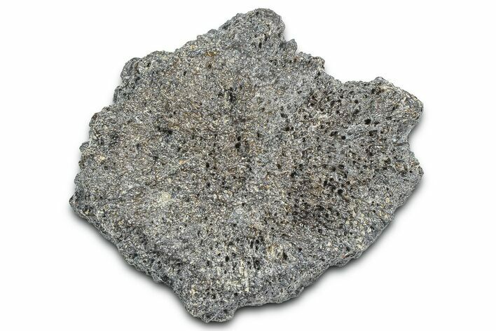 Fossil Glyptodont (Glyptotherium) Bony Armor Osteoderm - Florida #362326